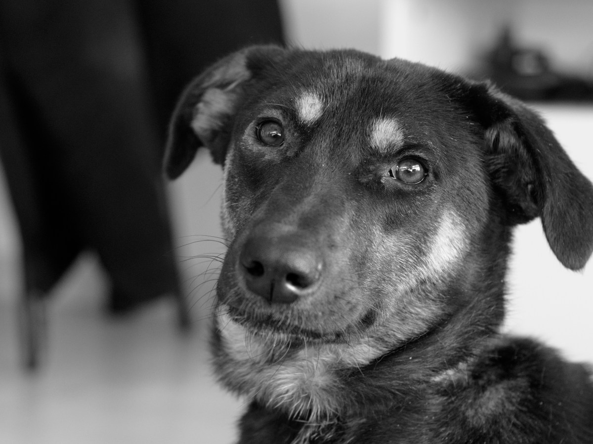 How to choose the right dog for your&nbsp;family