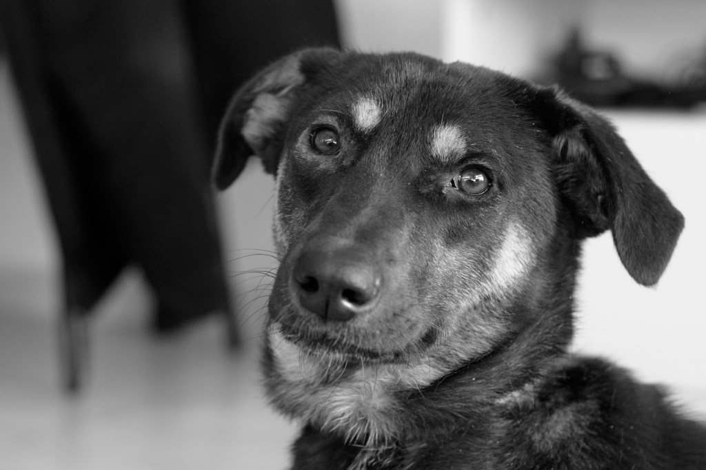 How to choose the right dog for your&nbsp;family